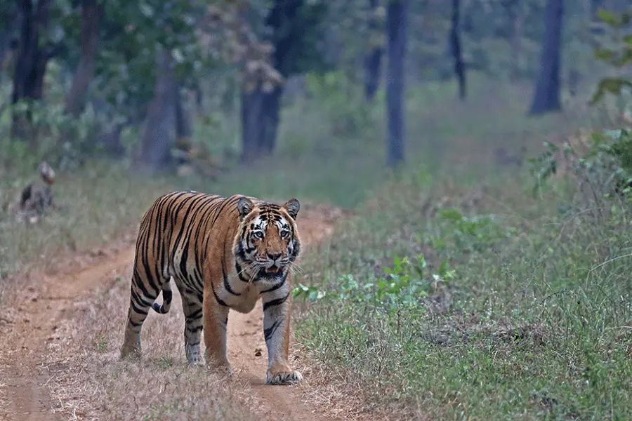 India Tiger Safari
