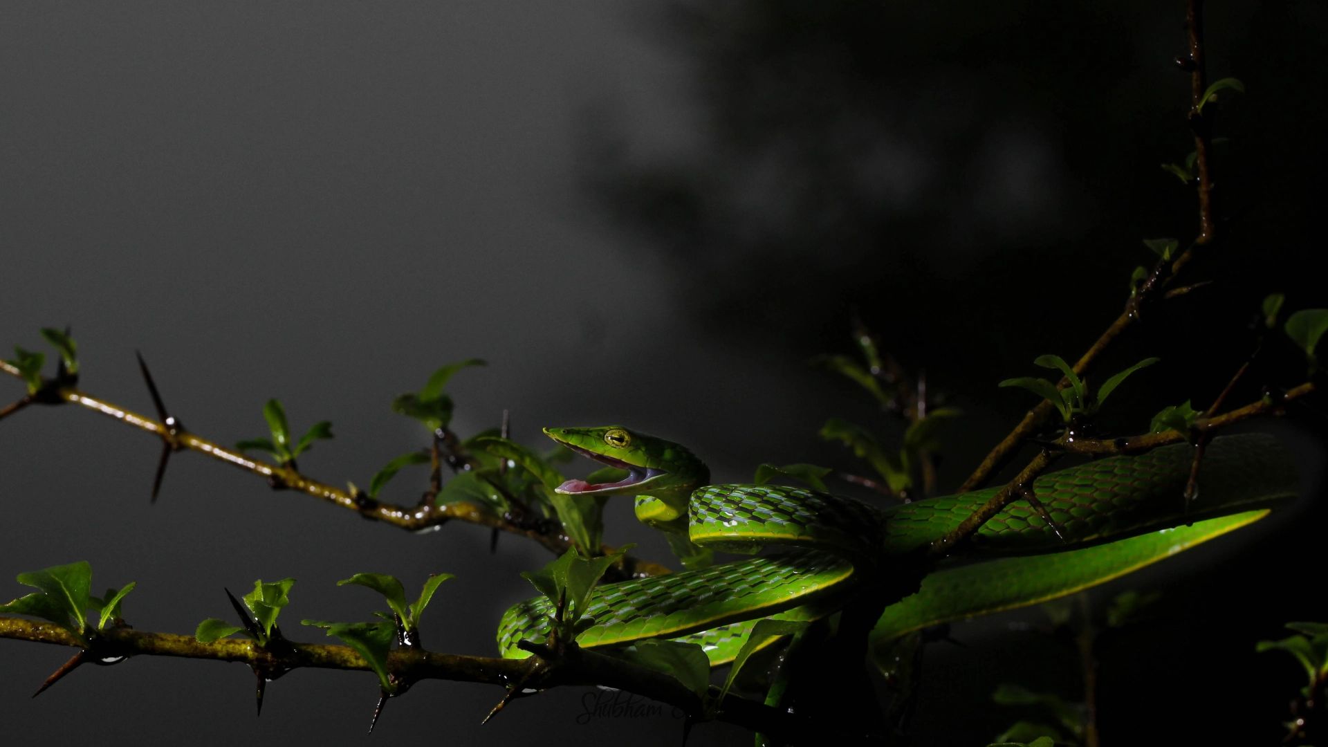 AMBOLI EXPEDITION