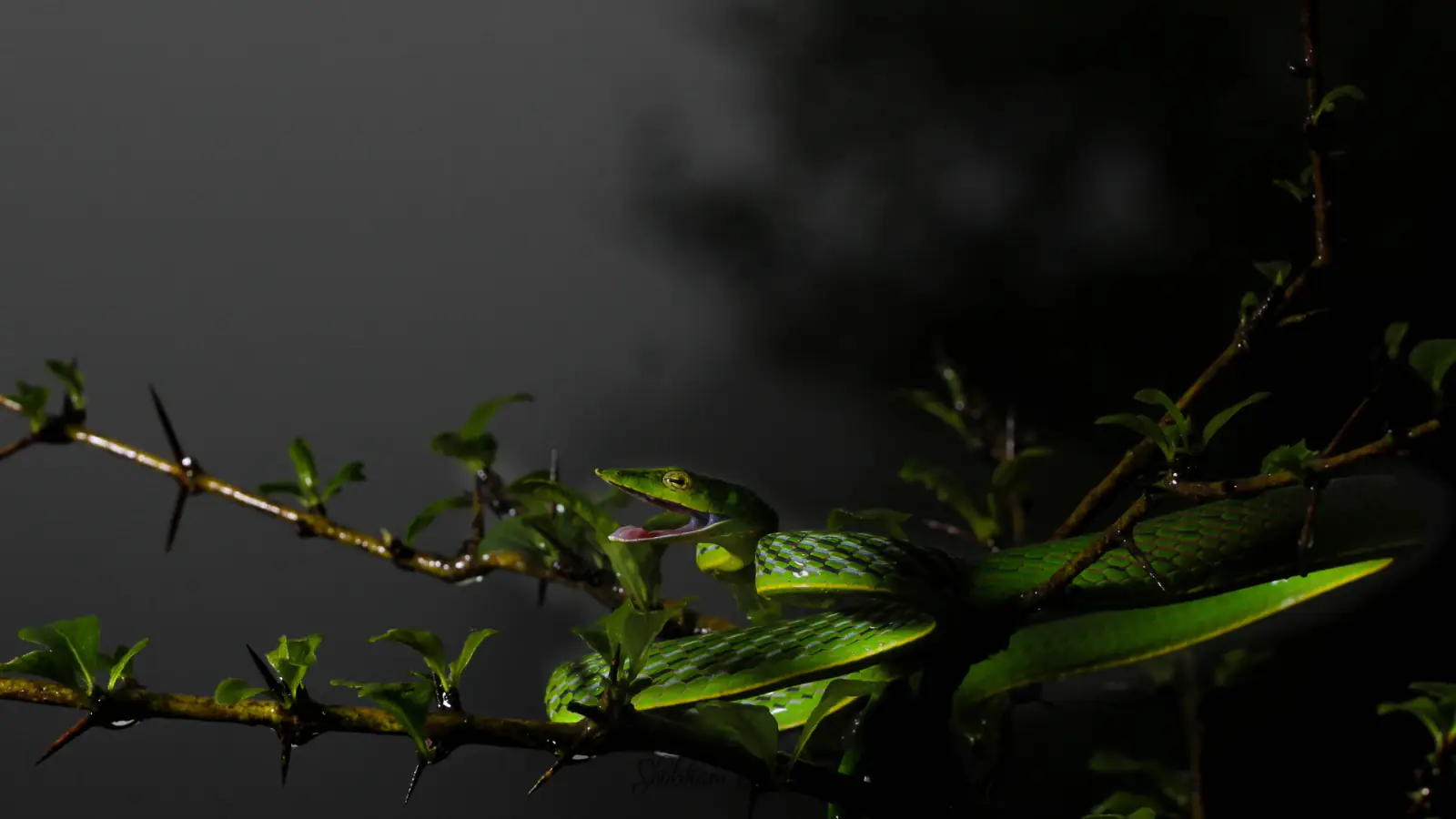 Amboli Expedition