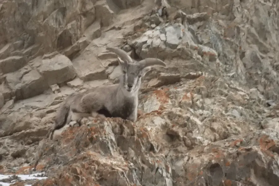 Snow Leopard Expedition