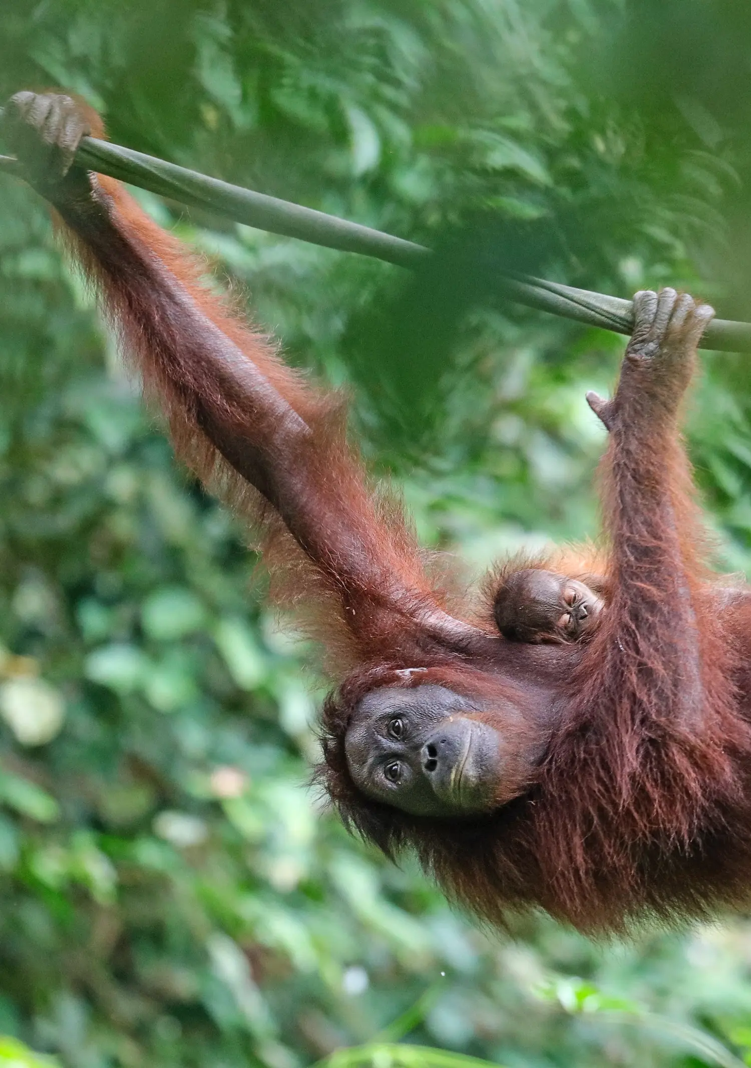 Blissful Borneo