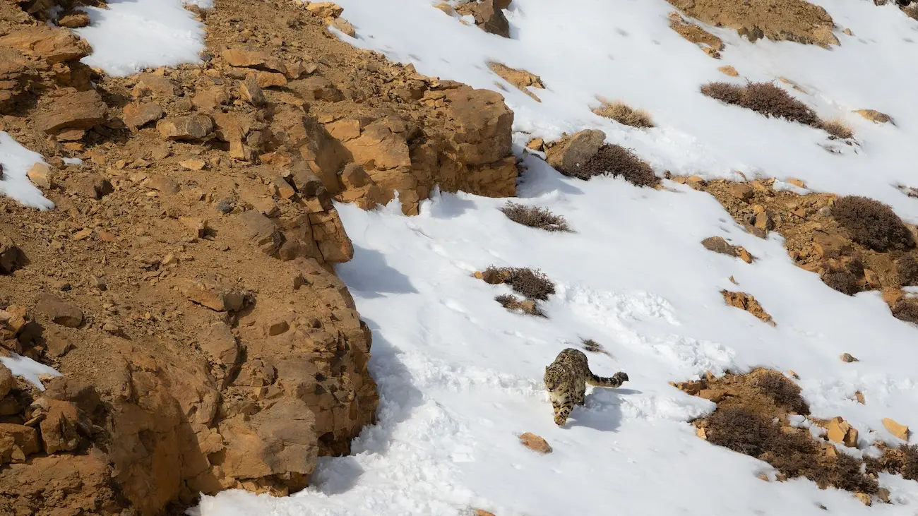 Into The Land Of The Snow Leopard What To Expect On An Expedition