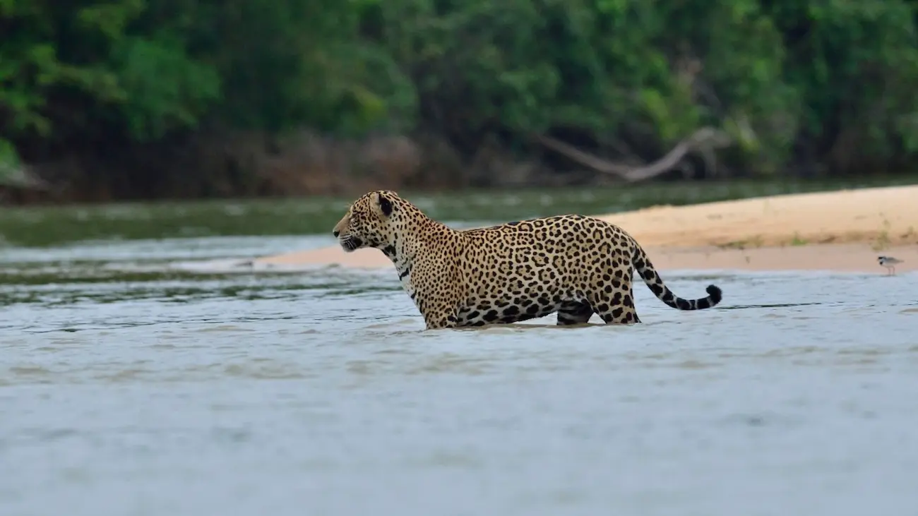 Pantanal Safaris The Best Way To See Jaguars In The Wild