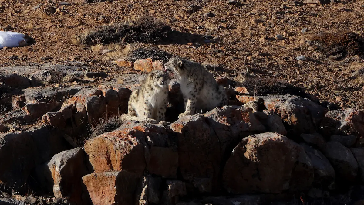 Tracking The Elusive Snow Leopard Secrets Of Spiti Valley