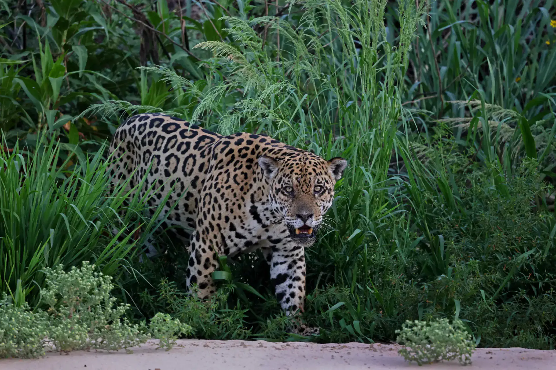 Jaguar emerging from dense jungle vegetation