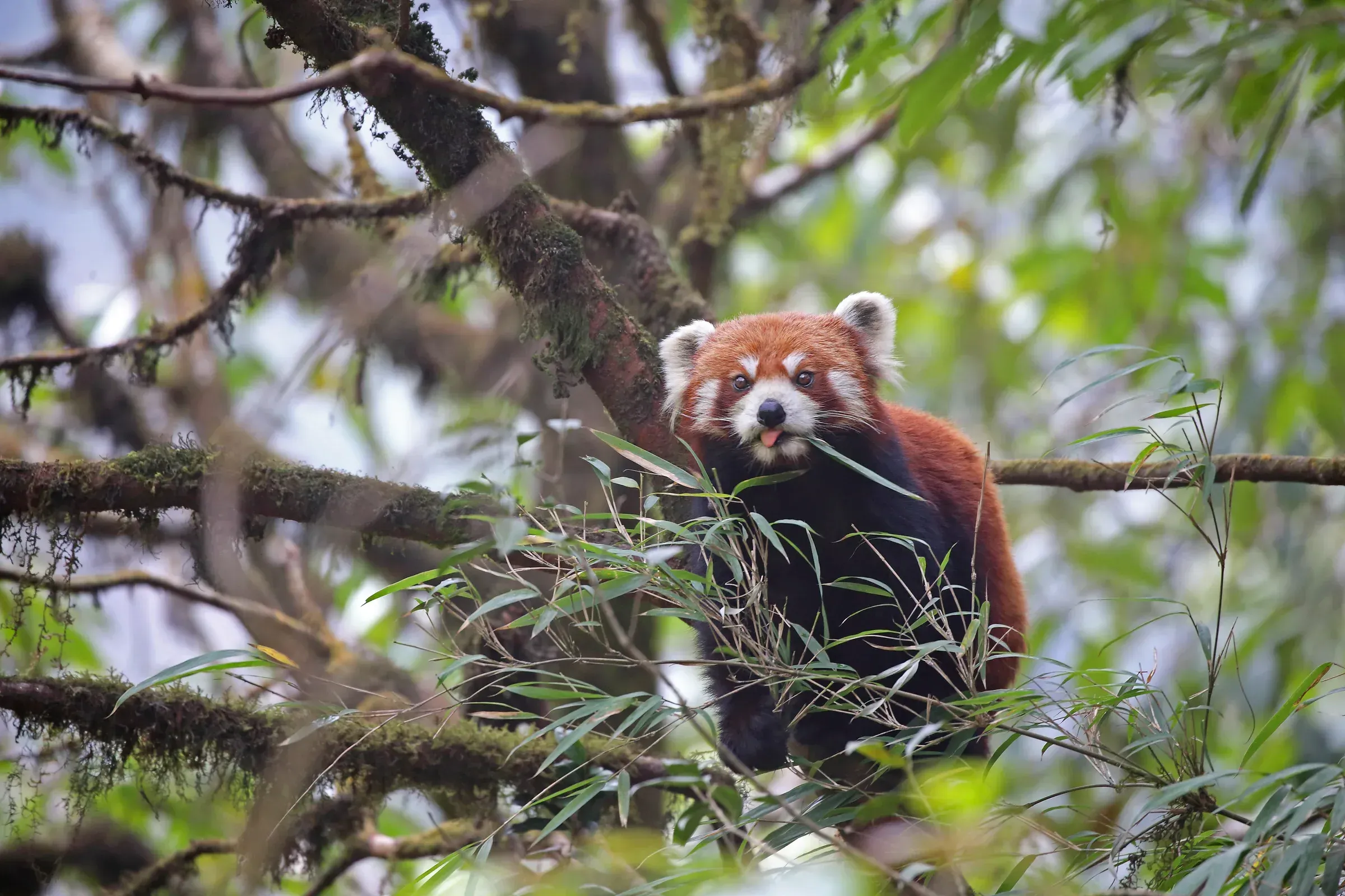 Red Panda resting in bamboo forest in Singalila