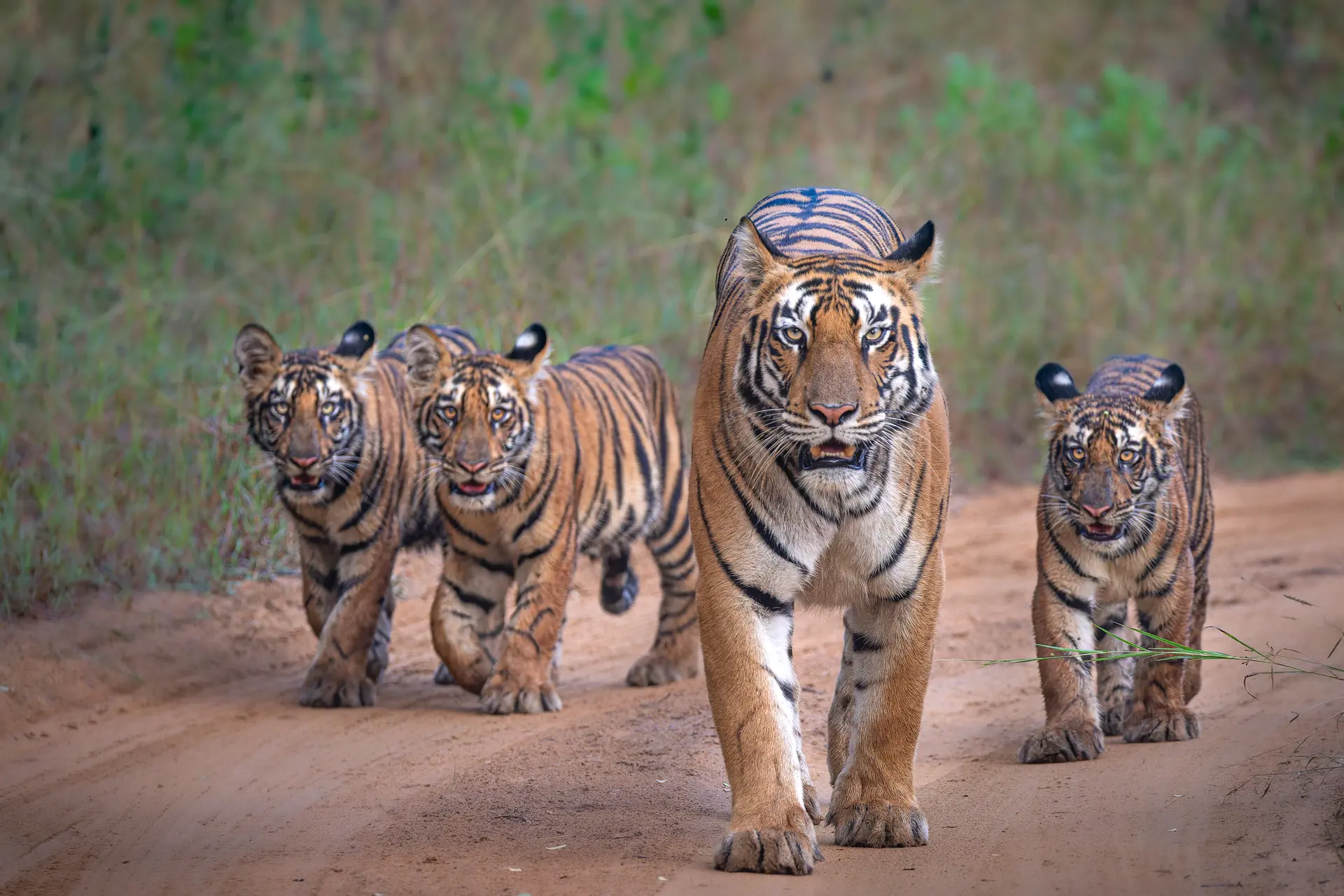 Tiger in the Indian wilderness