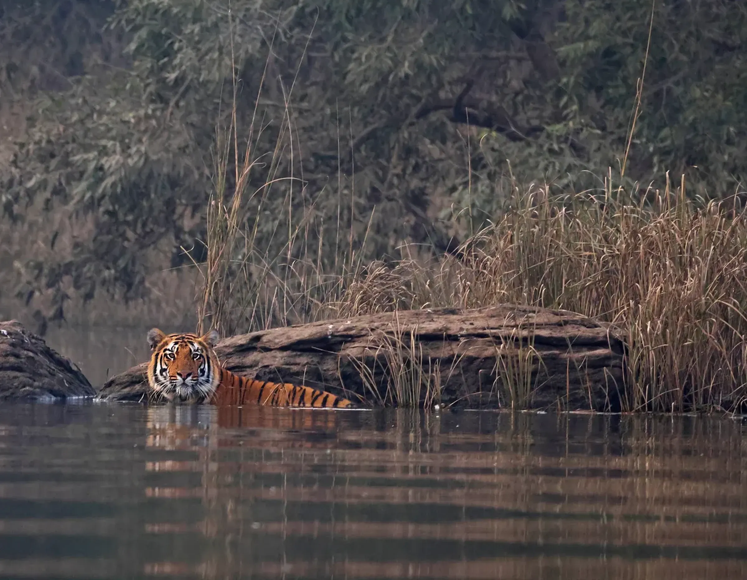 Bengal tiger wading through a jungle lake at dusk