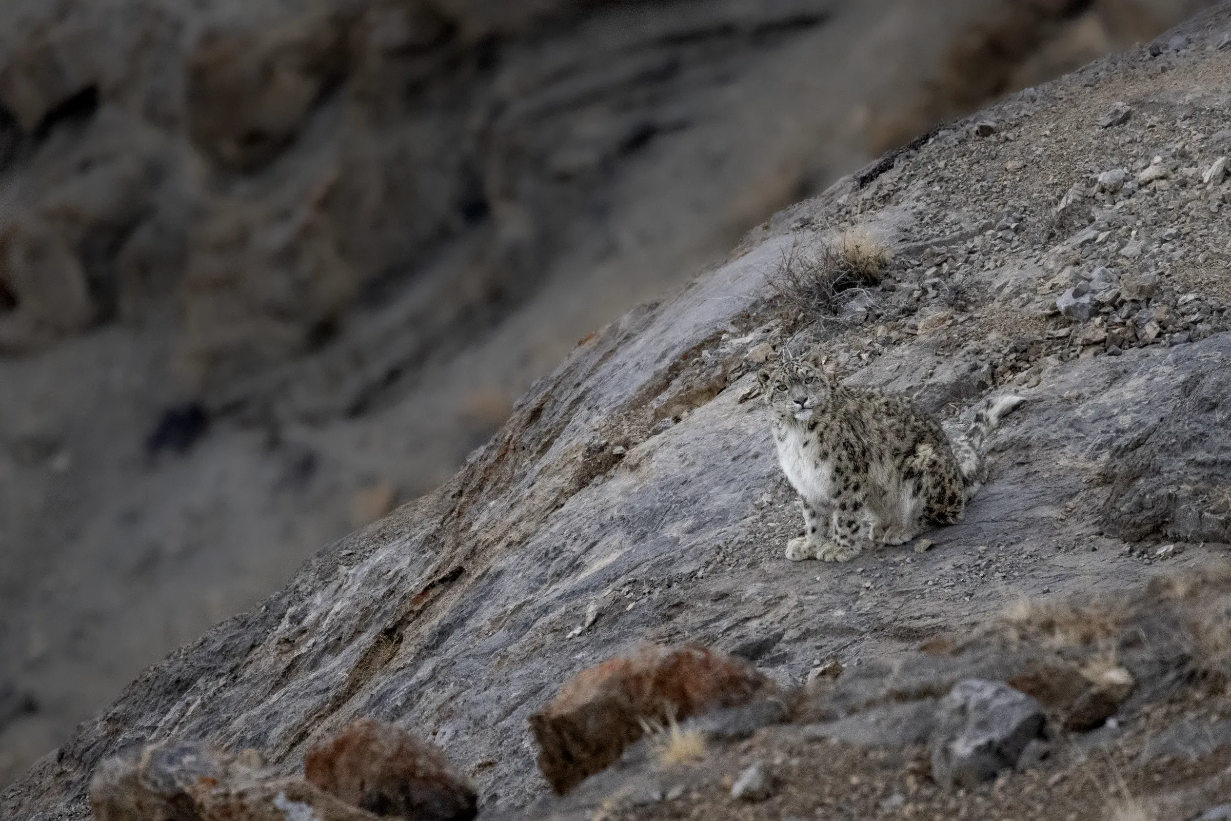 Snow Leopard perched on a rocky Himalayan mountain