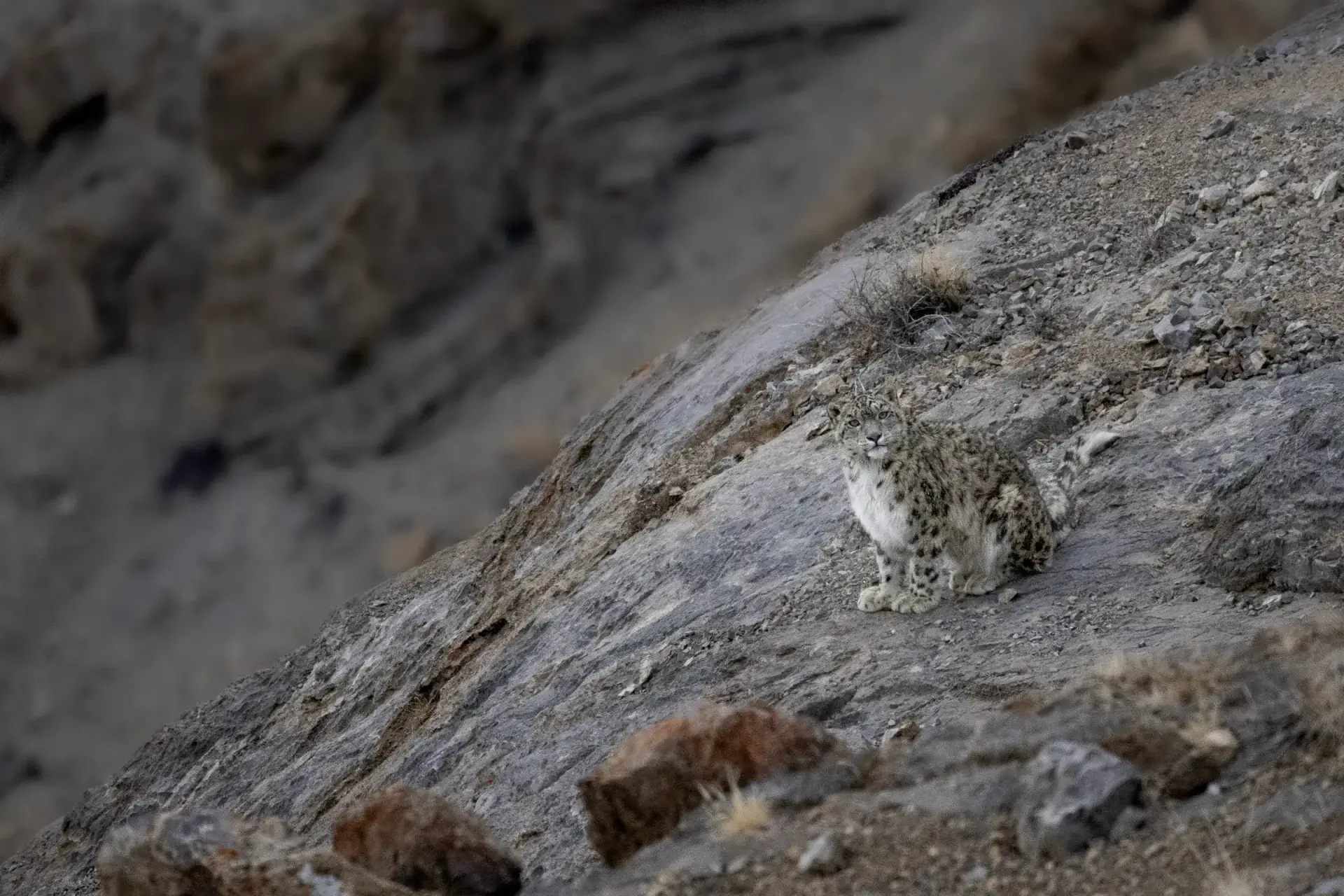 Snow Leopard perched on a rocky Himalayan mountain