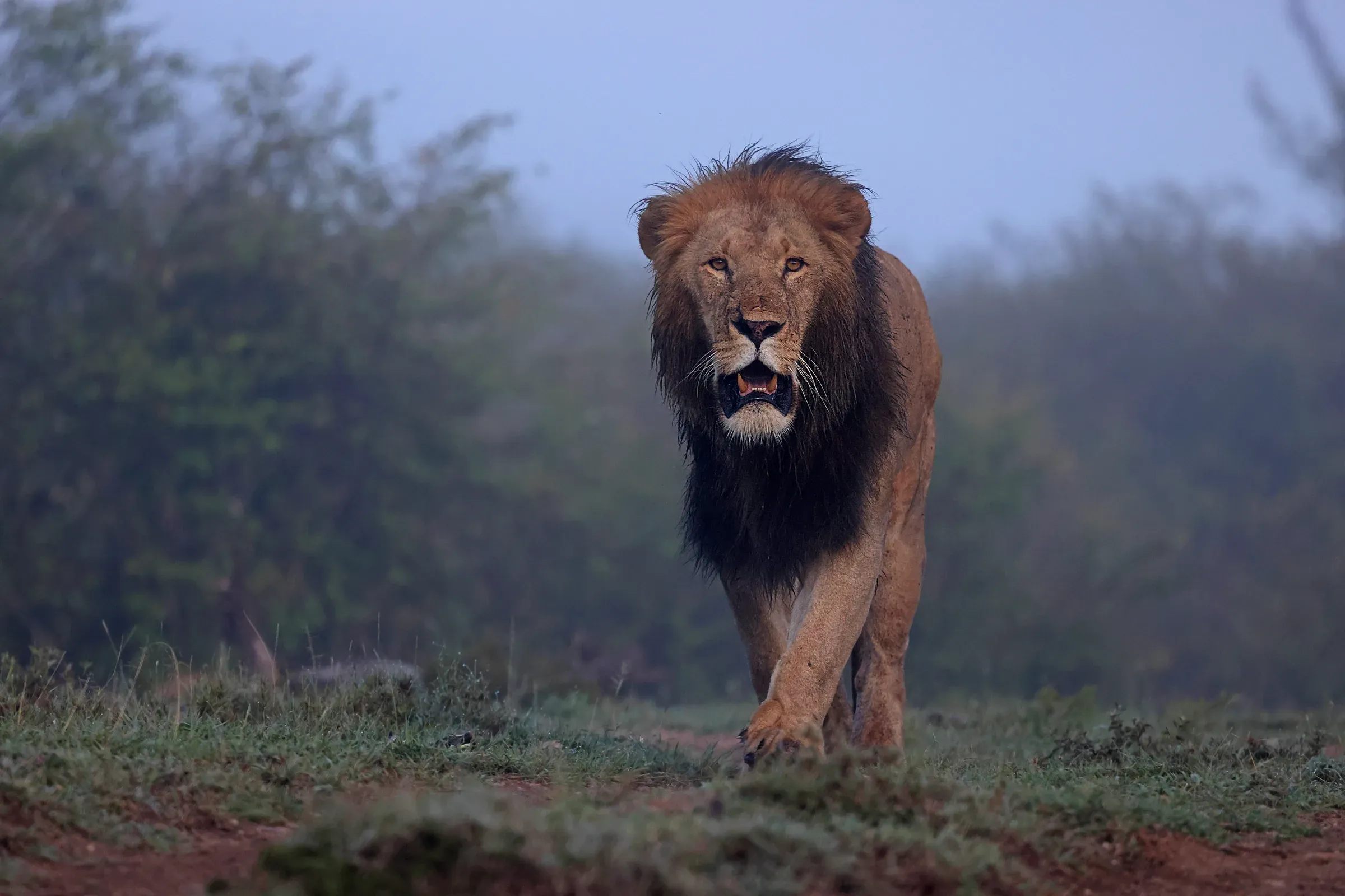 Majestic lion walking across the African savannah