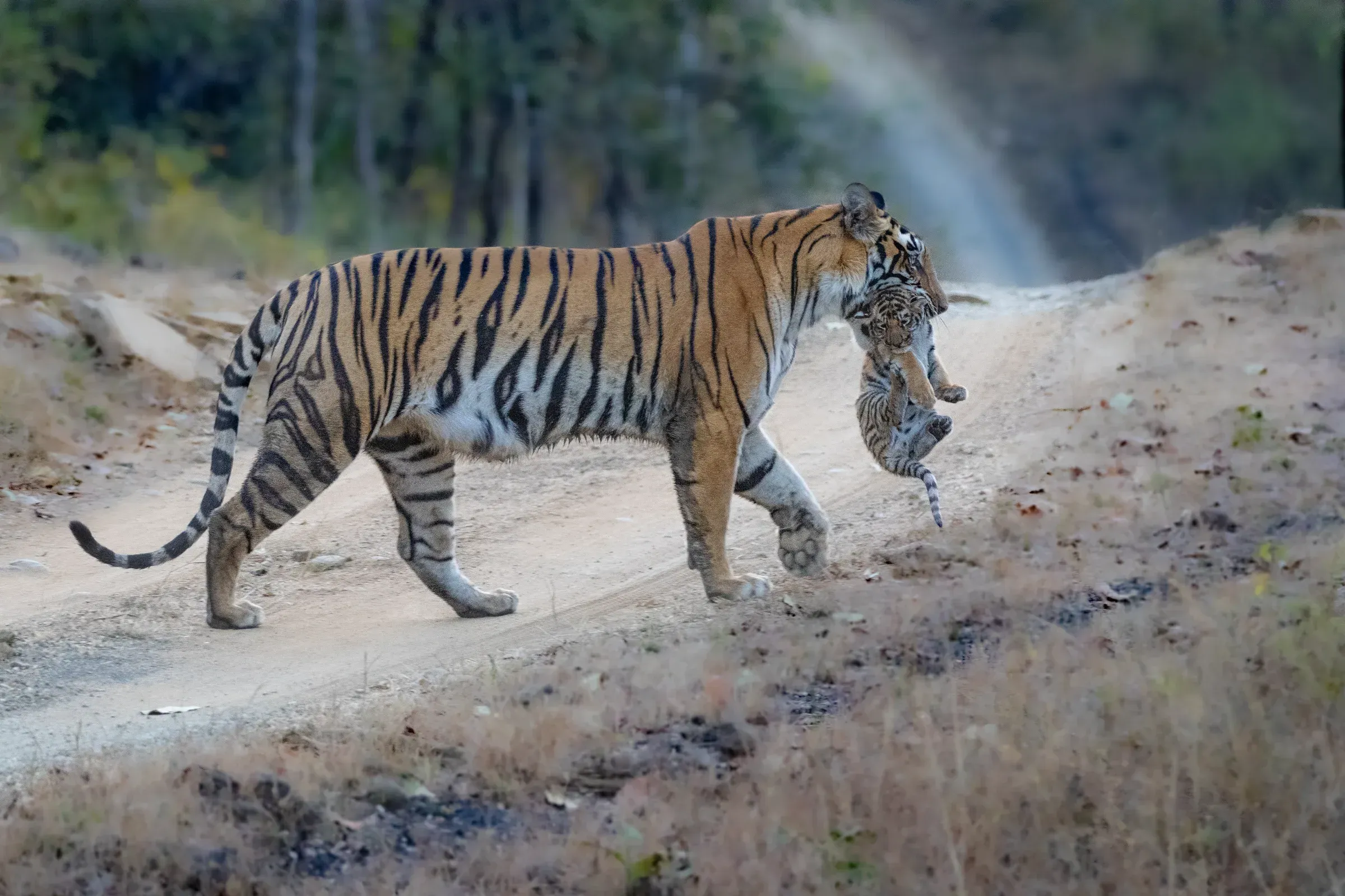 Bengal tigress carrying her cub through the jungle