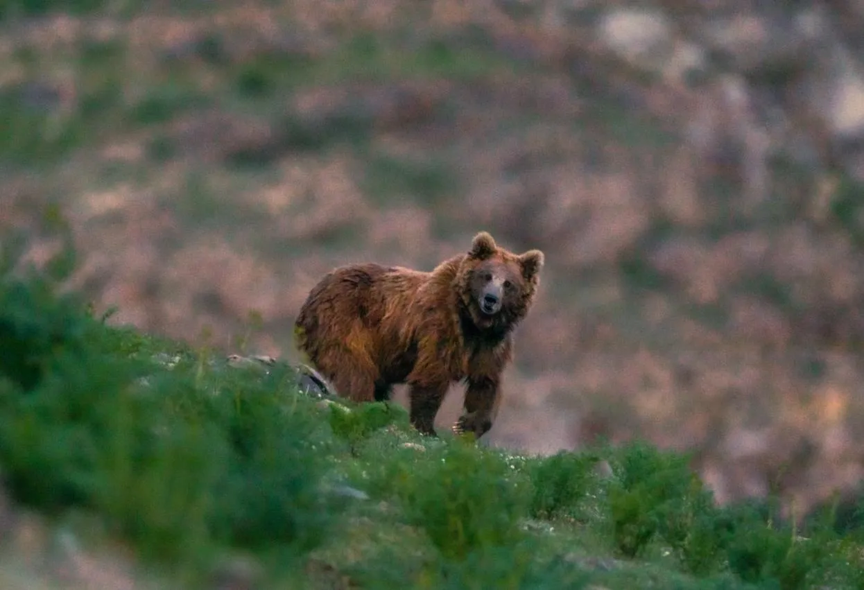 Unveiling The Vital Role Of Brown Bears In Drass Ecosystem