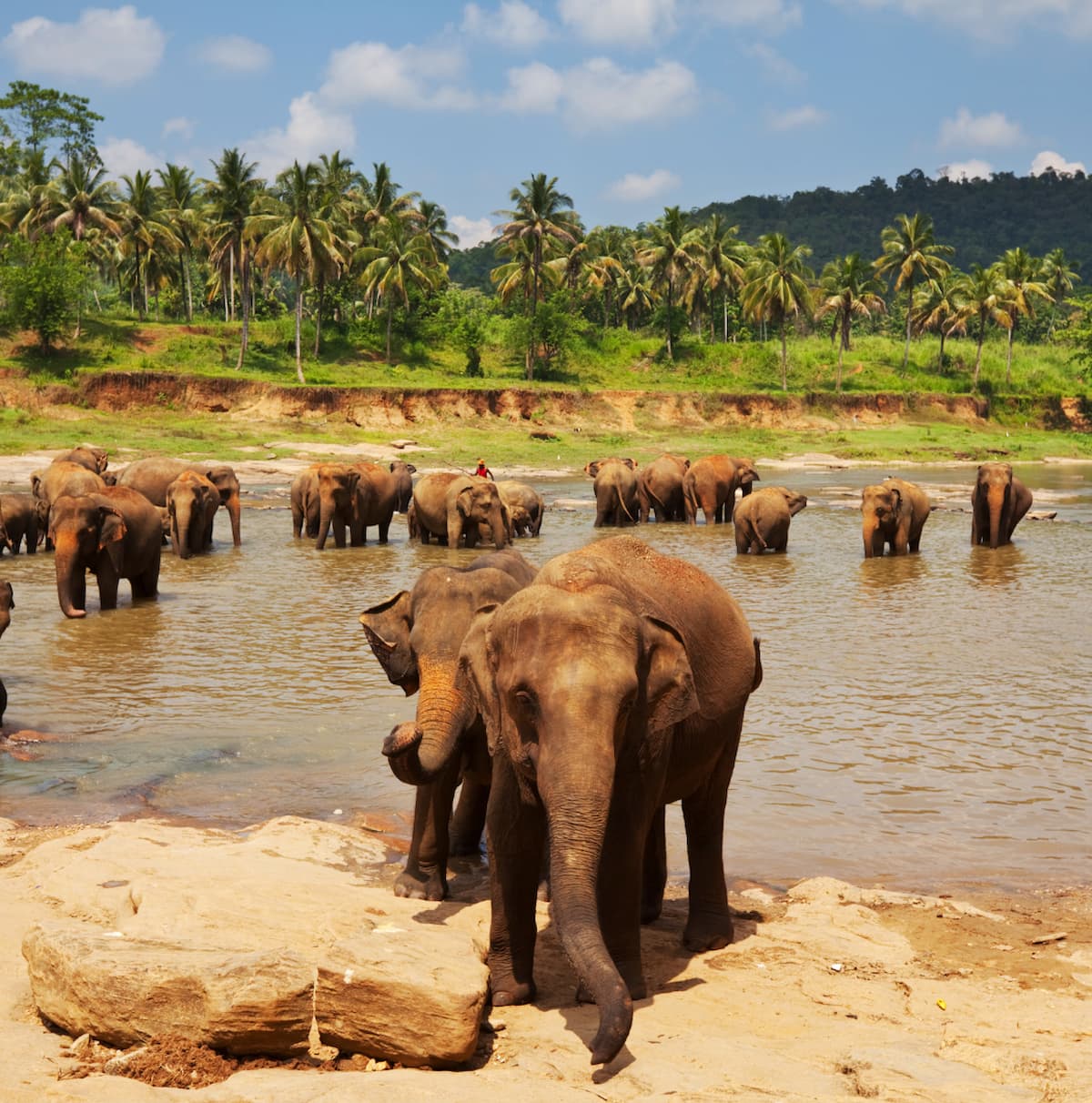 Encountering Elephants Ethical Tours In Sri Lanka