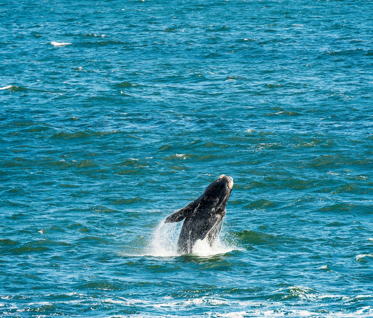 Marine Wildlife Tours In Sri Lanka Dolphins Whales And More