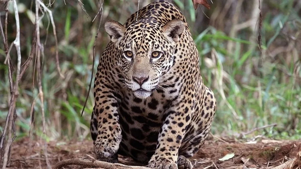Jaguar close up