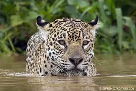 Jaguar in water