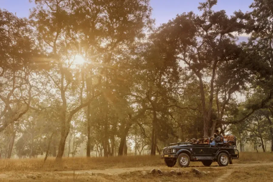 India Tiger Safari