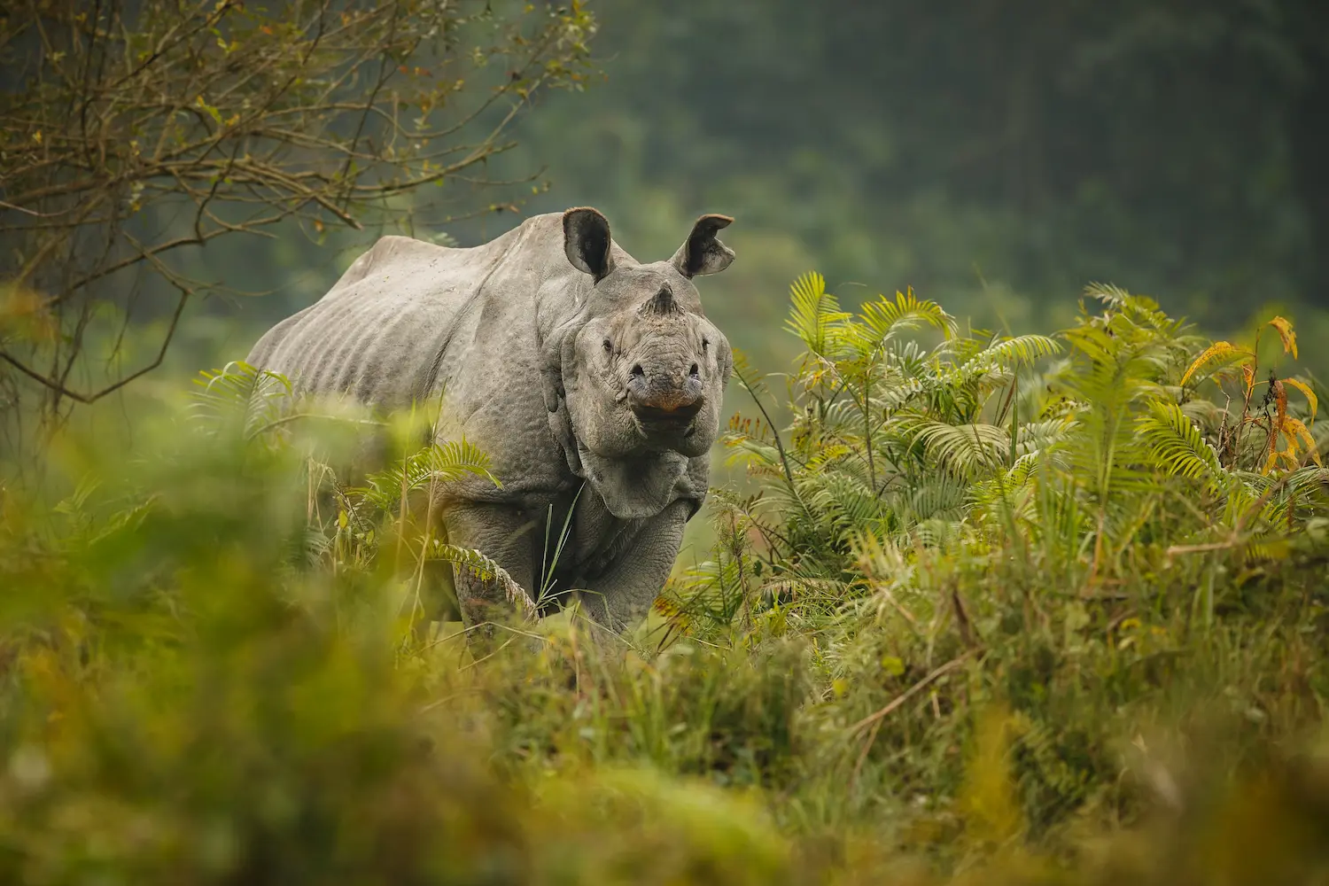 Guardians Of Time The Cultural And Historical Significance Of The One Horned Rhino In Kaziranga