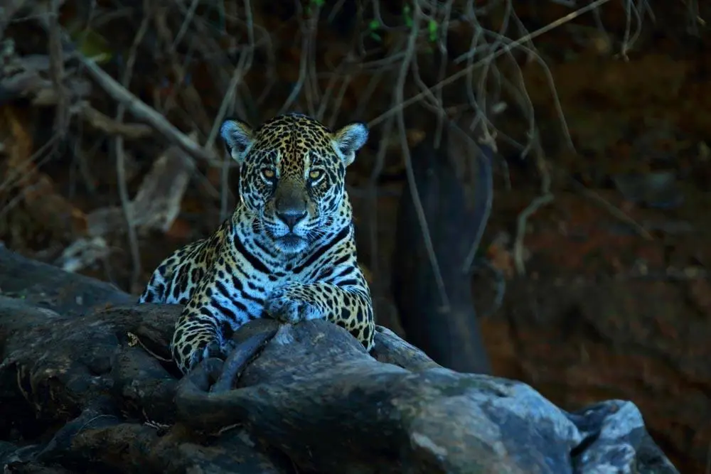 Pantanal