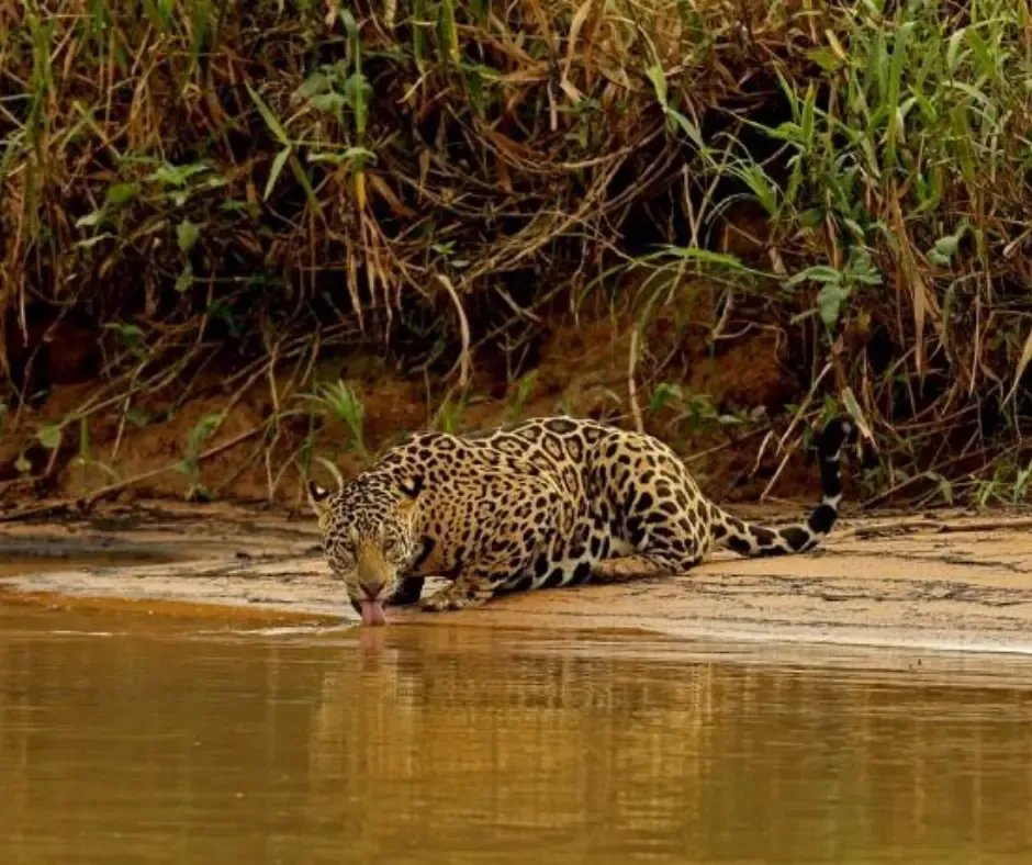Masai Mara tours