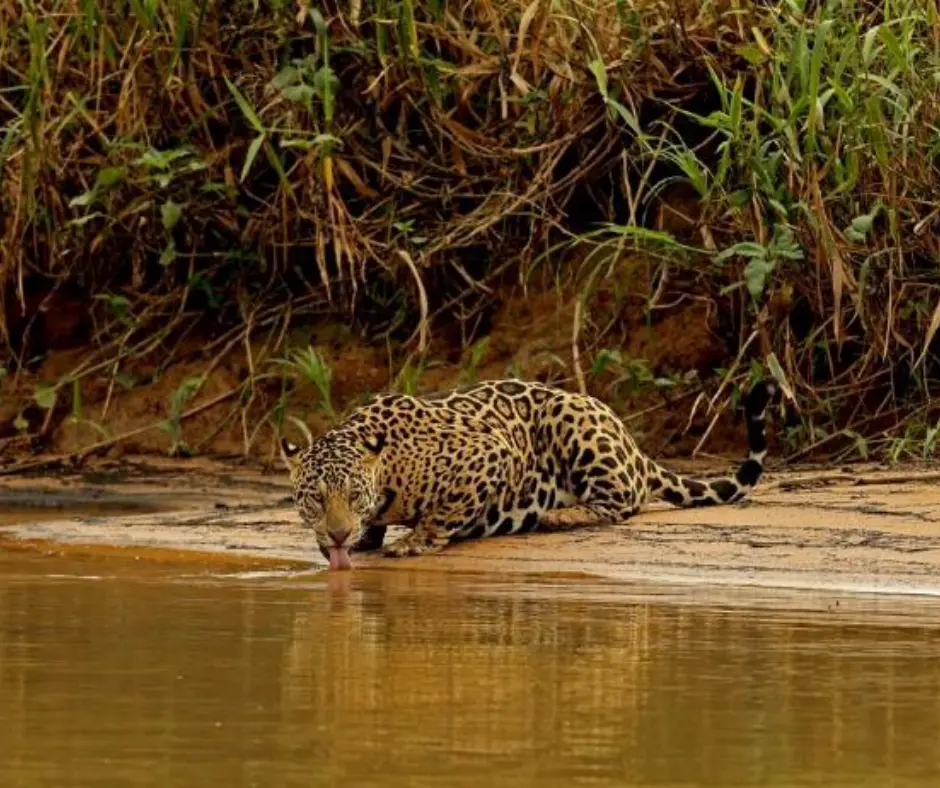 Masai Mara tours