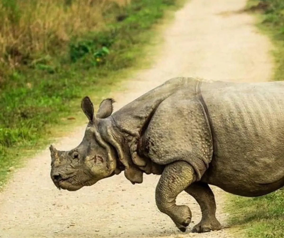 The Ultimate Guide To Planning A Kenya Safari Tips For An Unforgettable Journey