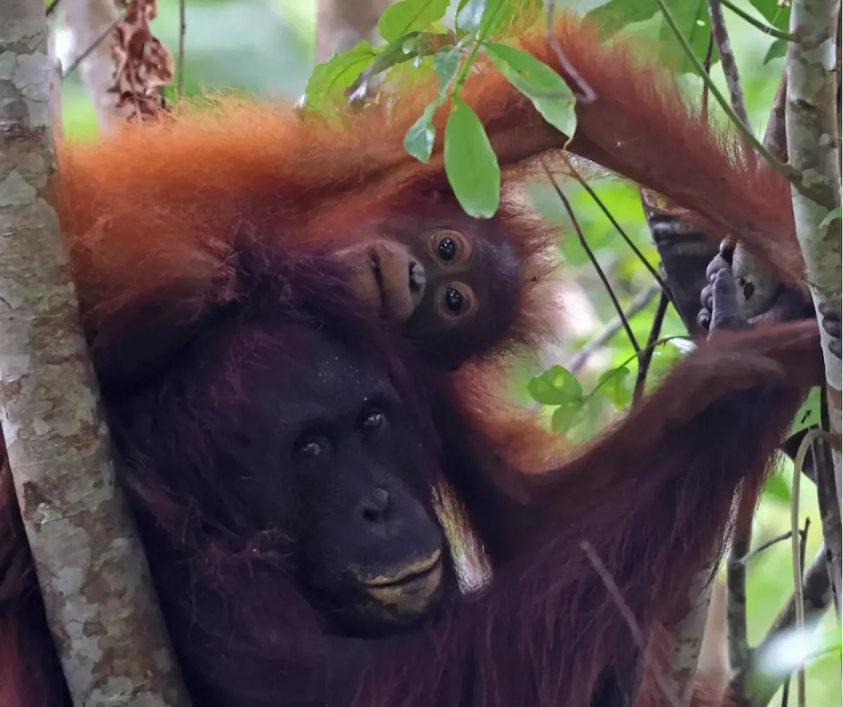 Borneo Small Group Tours Discover The Hidden Gems Of The Jungle