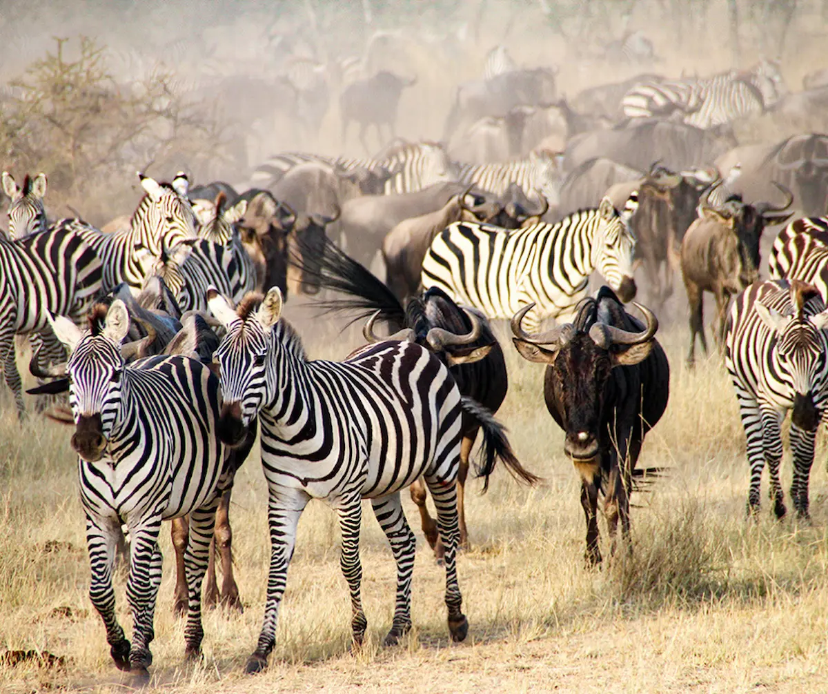 Top Reasons To Choose The Masai Mara For Your Next Safari Adventure