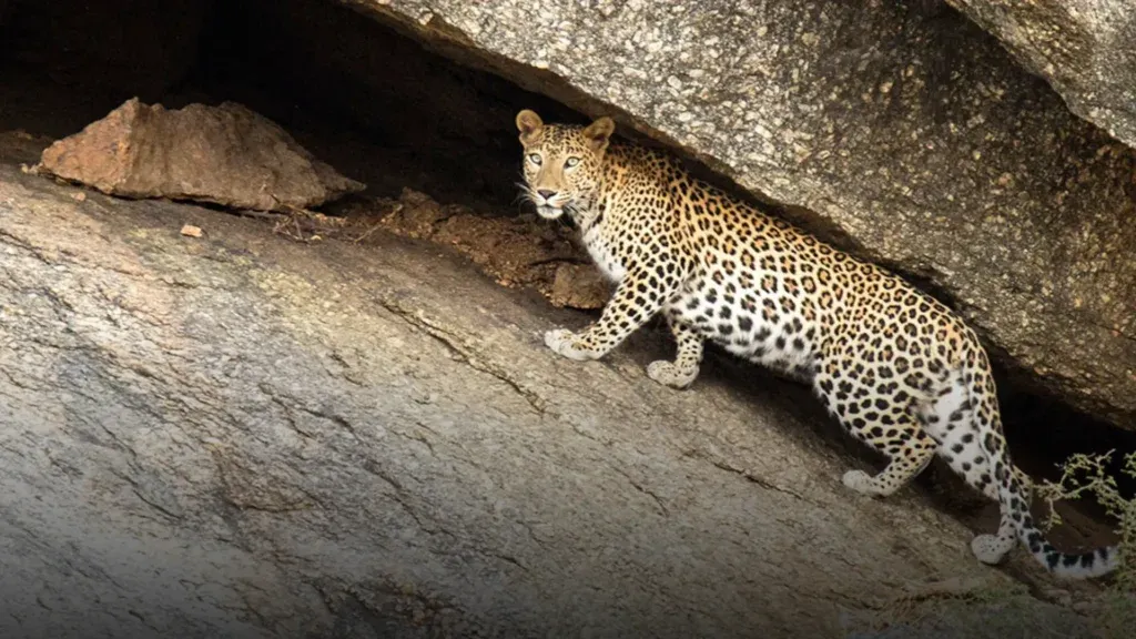cheetah standing under the rock