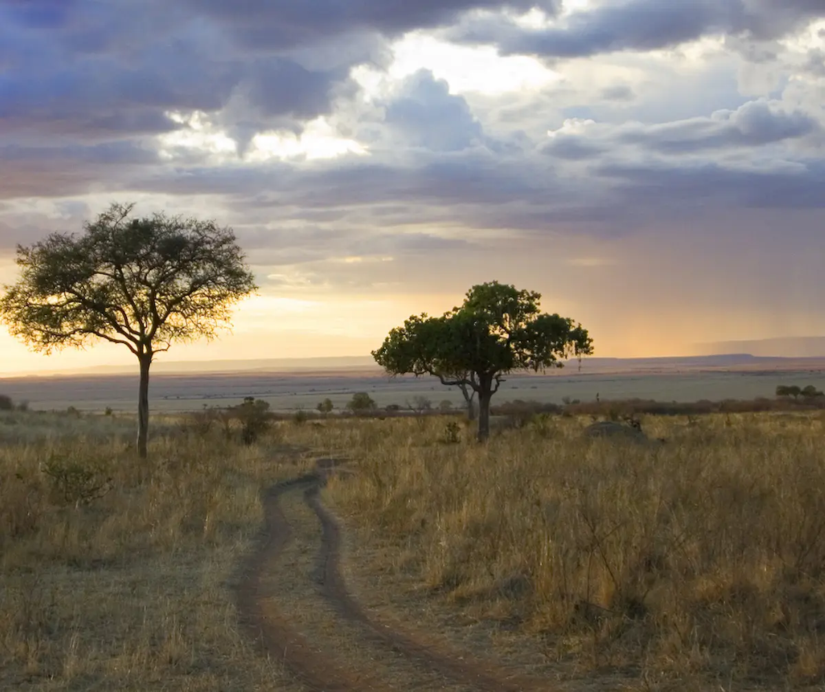 The Masai Mara Ecosystem Understanding Its Complexity And Beauty