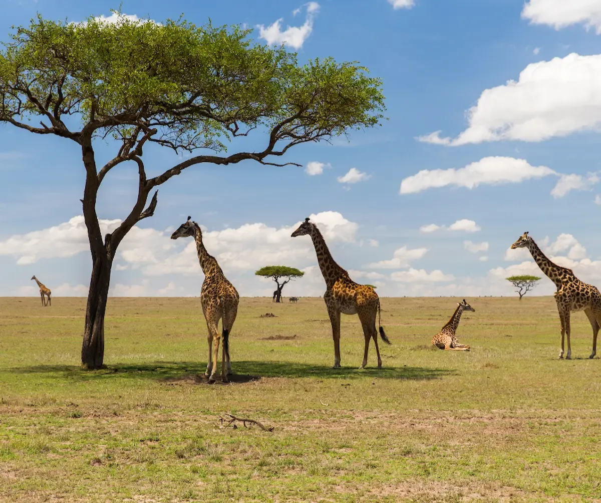 Annual Migration in Masai Mara: A Spectacle of Fauna Movement
