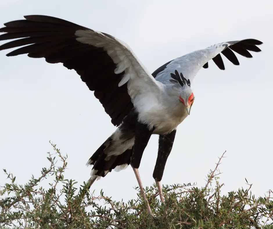 Explore Birdwatching In Masai Mara A Guide To Its Avian Wonders