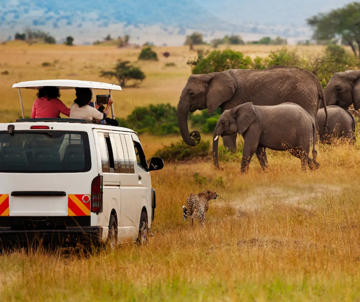 Eco Safaris In Masai Mara How To Choose Responsible Tour Operators