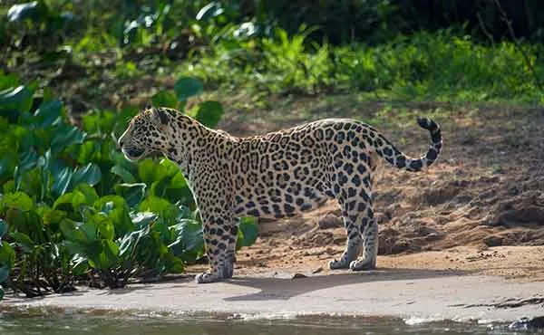 Jaguar on riverbank
