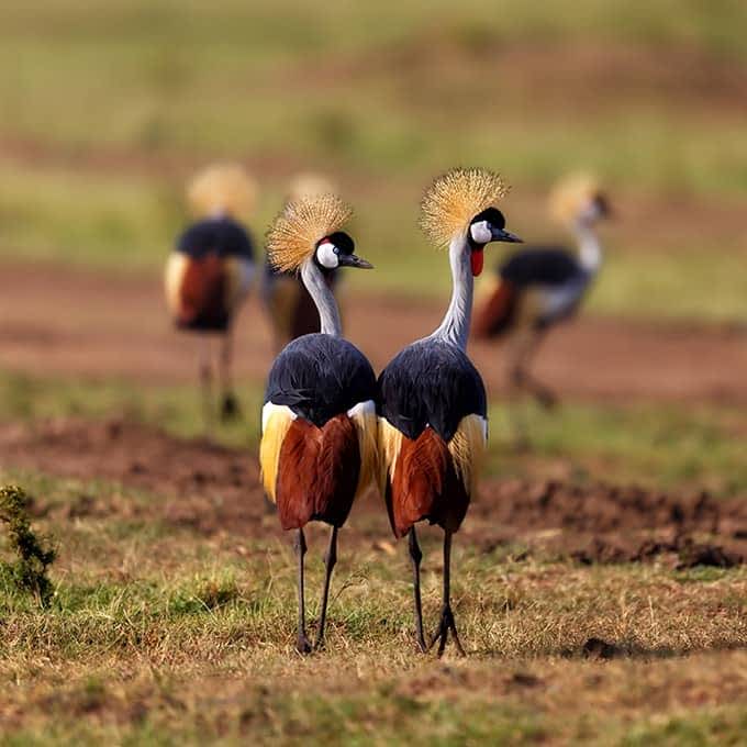 Masai Mara