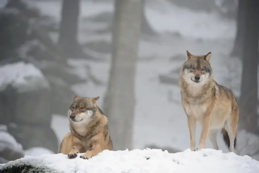 Tibetan Wolves resting on the snow and gazing at the camera.