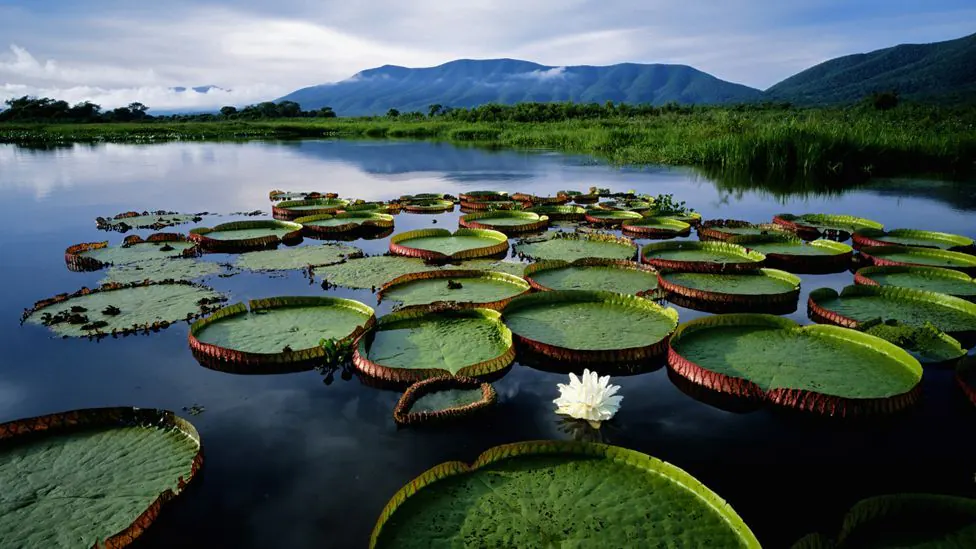Pantanal Birds