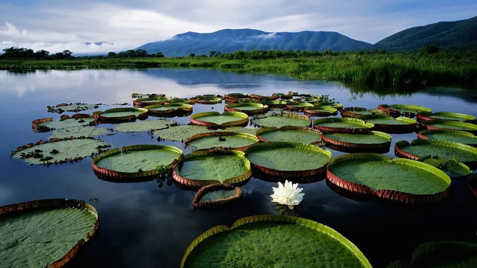 Pantanal Birds