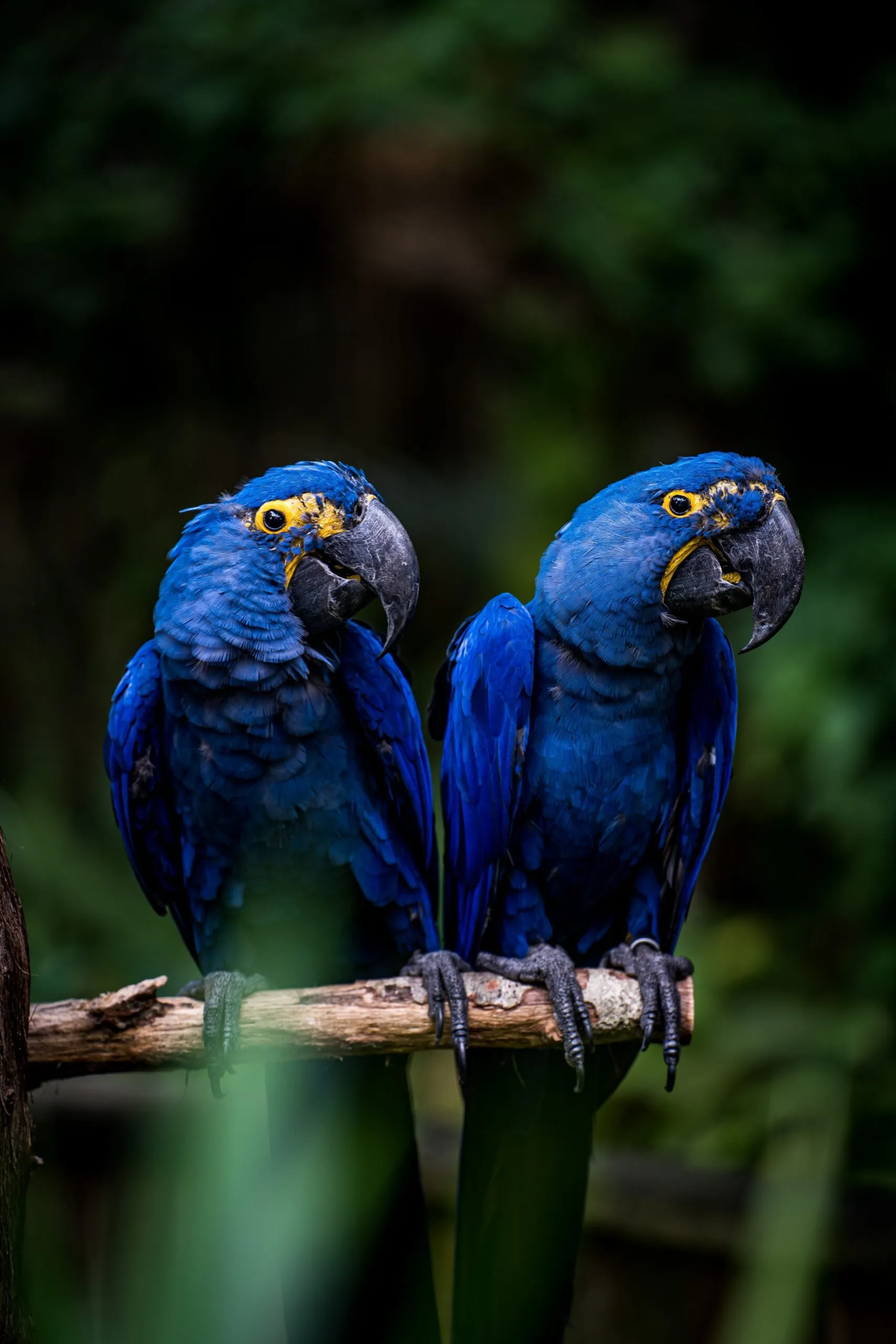 Pantanal Animals
