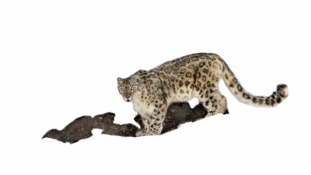 View of a snow leopard starng at the camera during a snow leopard expedition