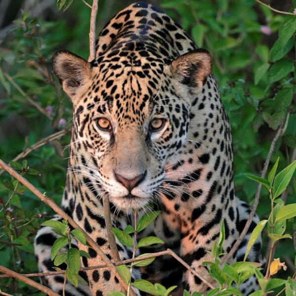 Jaguars of Pantanal – 2025
