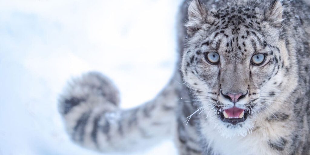 snow leopard