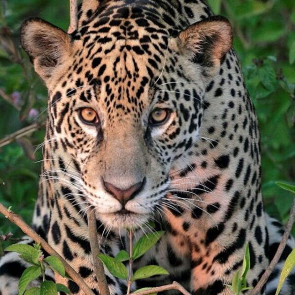 Pristine Pantanal