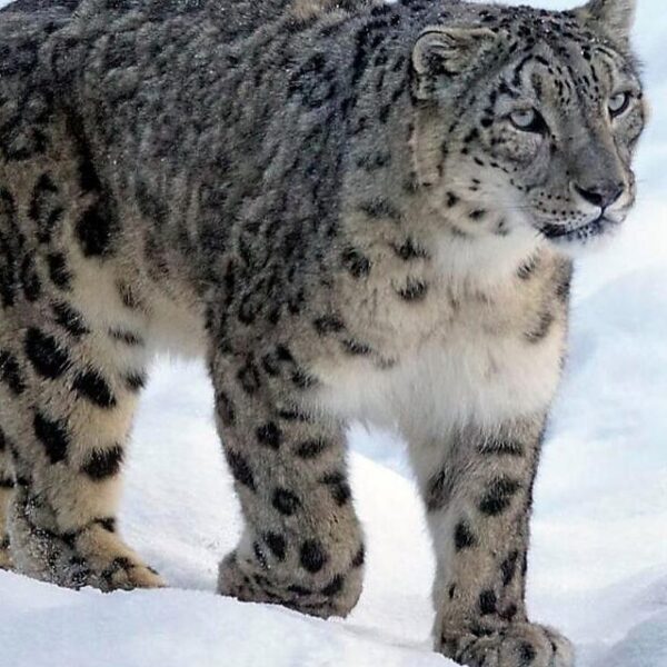 Snow Leopard Adaptations: Surviving in the Harshest Environments of Spiti Valley