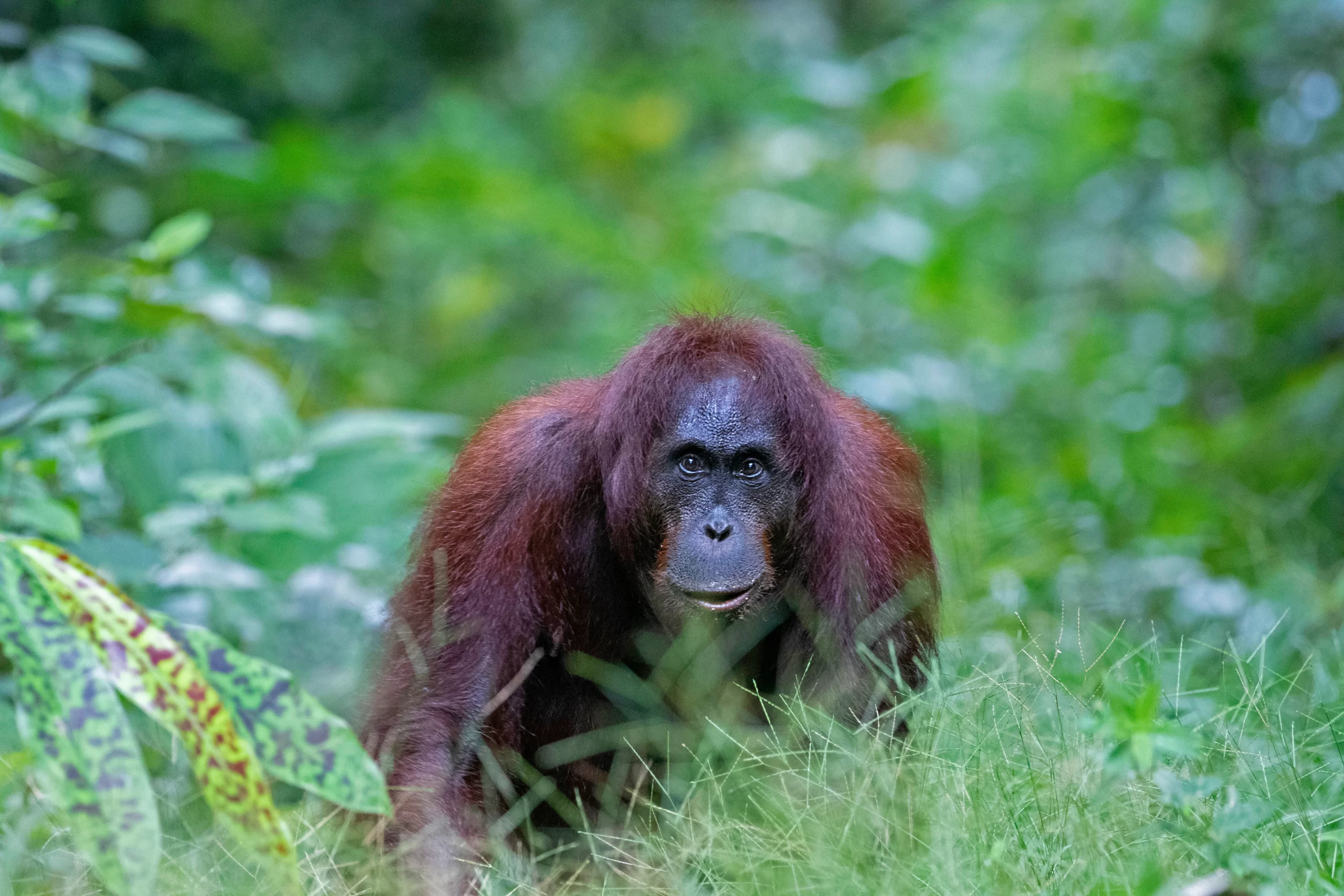 Borneo 2024 Just Nature Expeditions   89A6817 E Scaled.webp