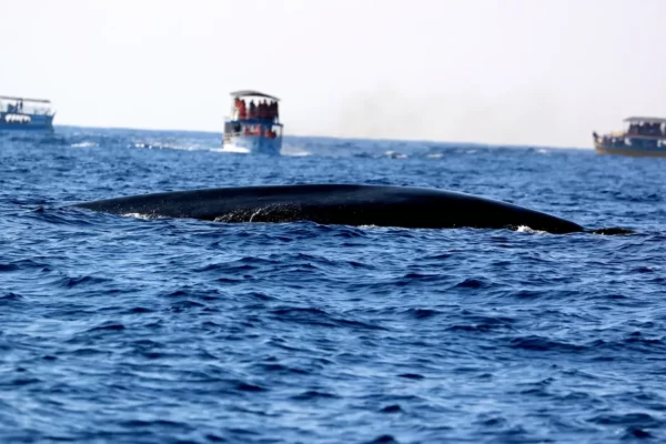 Sri Lanka’s Best-Kept Secret: Mirissa’s Thrilling Whale-Watching Experience