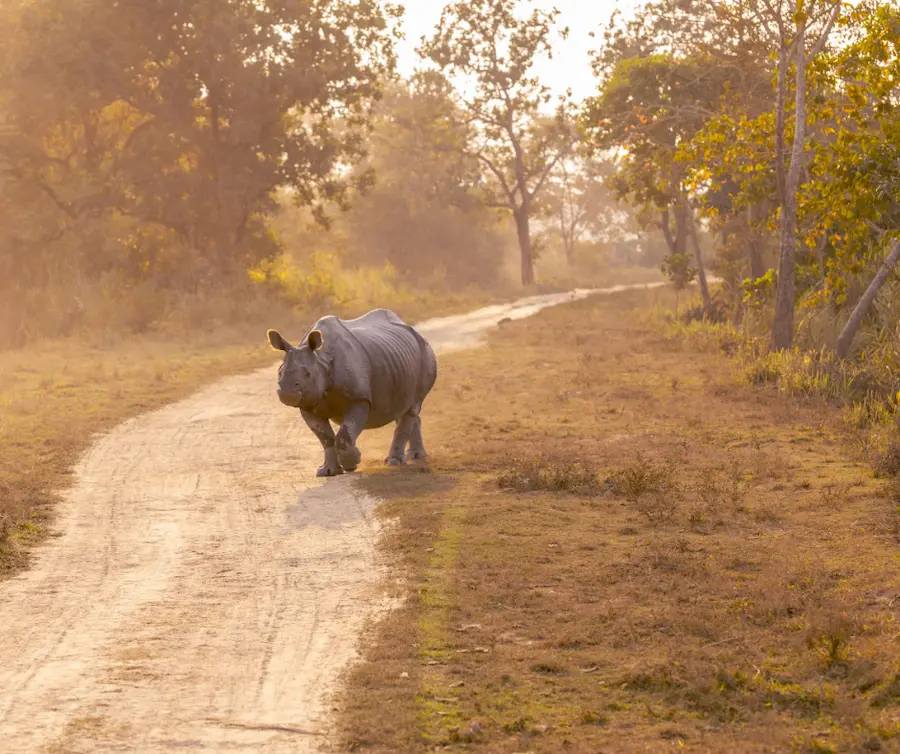 One-Horned Rhino in Kaziranga