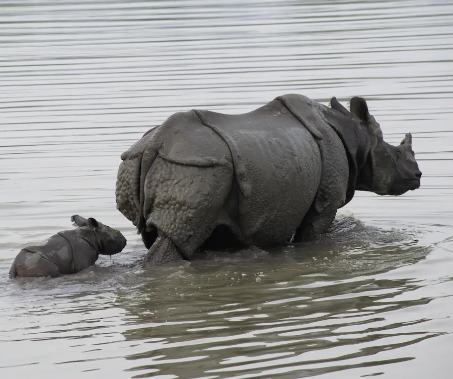 One-Horned Rhino in Kaziranga