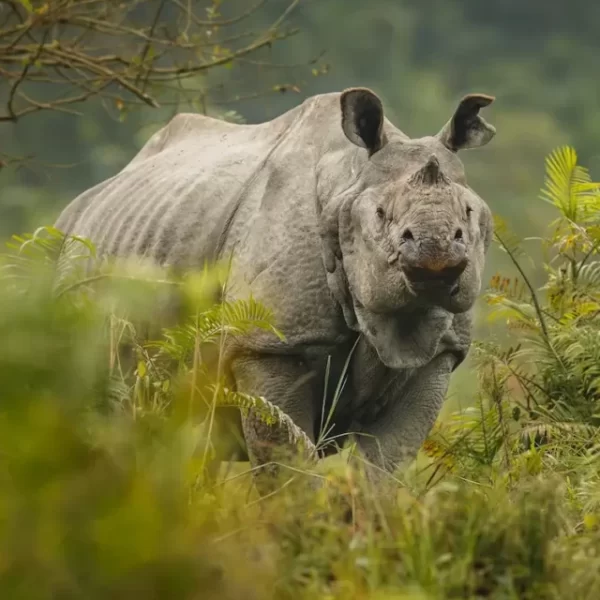 The Cultural and Historical Significance of the One-Horned Rhino in Kaziranga